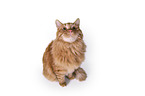 sitting Maine Coon