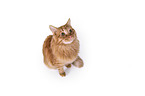 sitting Maine Coon