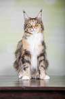 sitting Maine Coon