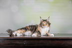 lying Maine Coon