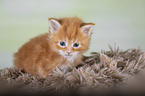 Maine Coon Kitten