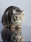 sitting Maine Coon