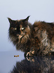 sitting Maine Coon