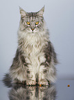 sitting Maine Coon