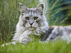 lying Maine Coon
