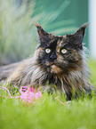 Maine Coon portrait