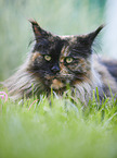 Maine Coon portrait