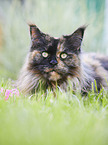 Maine Coon portrait