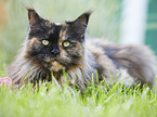 lying Maine Coon