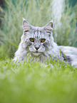 lying Maine Coon