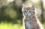 Maine Coon Kitten portrait