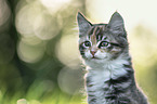 Maine Coon Kitten portrait