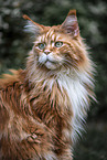 Maine Coon portrait