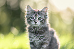 Maine Coon Kitten portrait