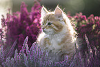 Maine Coon Kitten portrait