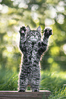 standing Maine Coon Kitten