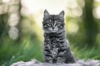 sitting Maine Coon Kitten