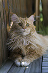 lying Maine Coon