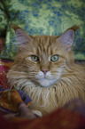 lying Maine Coon