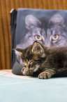 lying Maine Coon Kitten