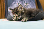lying Maine Coon Kitten