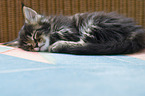 lying Maine Coon Kitten