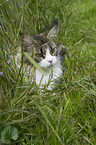 Maine Coon