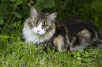 lying Maine Coon