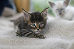 Maine Coon Kitten with Balinese Cat Kitten