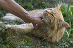 human with Maine Coon