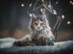 lying Maine Coon