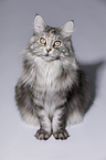 sitting Maine Coon