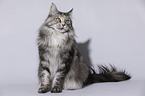 sitting Maine Coon