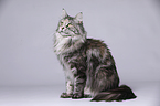 sitting Maine Coon