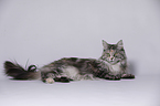 lying Maine Coon