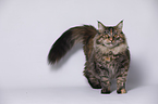 young Maine Coon