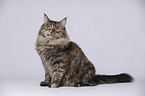 young Maine Coon