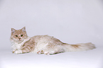young Maine Coon