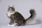 young Maine Coon