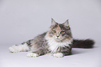 young Maine Coon