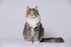 young Maine Coon