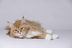 lying Maine Coon