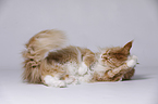 lying Maine Coon