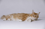 lying Maine Coon