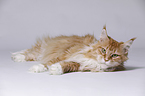 lying Maine Coon