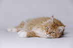 lying Maine Coon