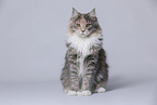 young Maine Coon