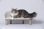 young Maine Coon