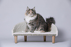 young Maine Coon