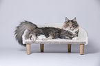 young Maine Coon